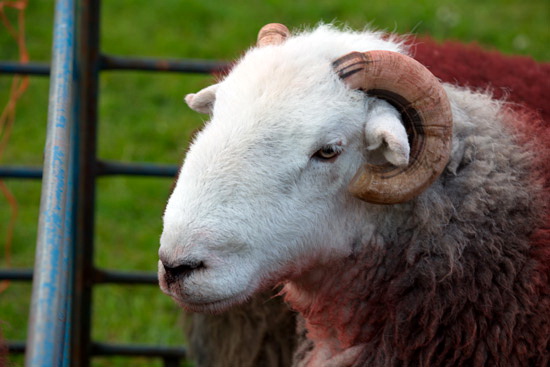 Isle of Walney Valley Herdwick Sheep