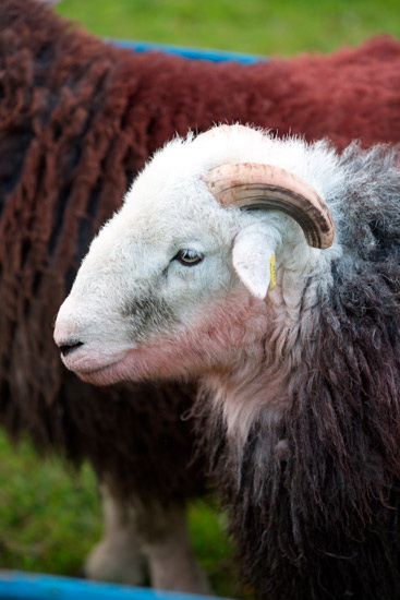 Wether Hill Lakeland Sheep