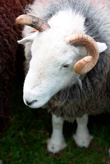 Armboth Fell Field Herdwick Sheep