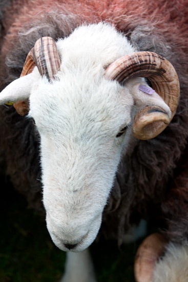 Windermere Herdwick Sheep