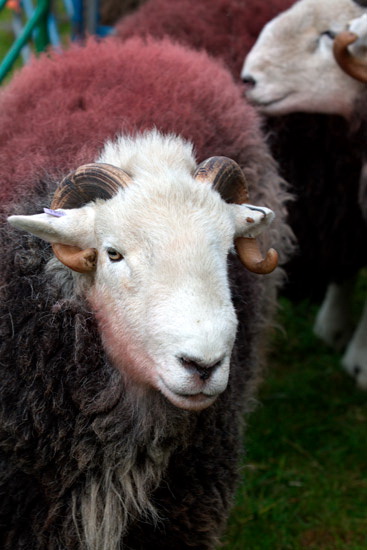 Morland Field Herdwick Sheep