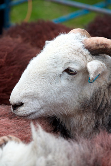 Arkleby Farm Herdwick Sheep
