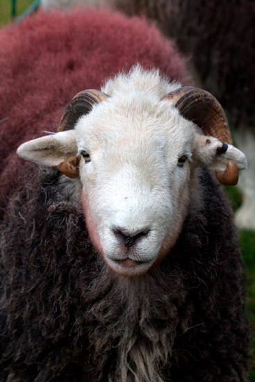 Chapel Stile Herdwick Sheep