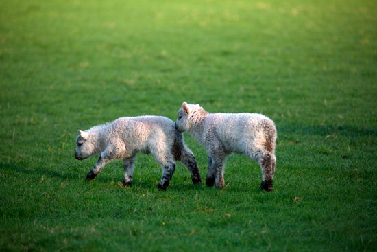St. Bees Farm Lakeland Sheep