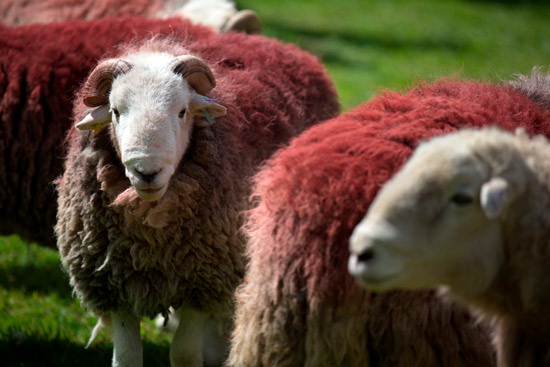 Pennington Herdwick Sheep