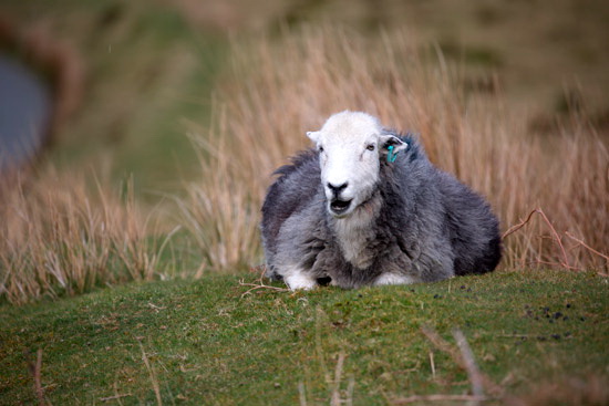Newbiggin (Brampton) Farm Lake district Sheep