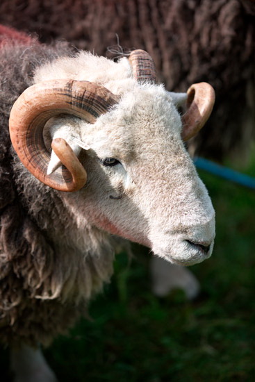 Backbarrow Valley Lake district Sheep