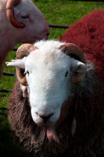 Milnthorpe Farm Herdwick Sheep
