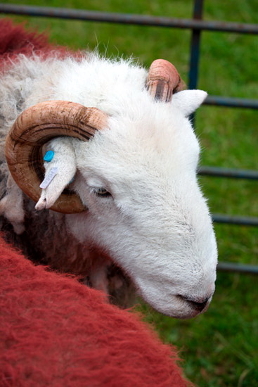 Great End Herdwick Sheep
