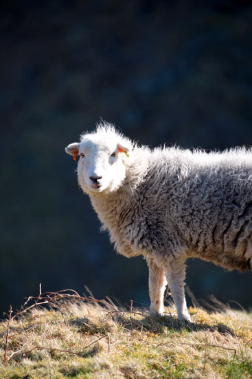 Kirkland (Penrith) Field Lakeland Sheep