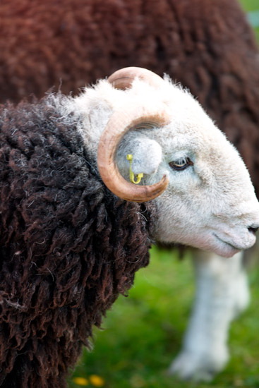 Watendlath Valley Herdwick Sheep