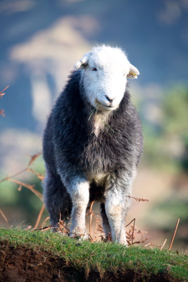 Boltongate Farm Lake district Sheep