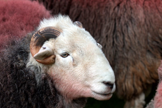 Colthouse Farm Lake district Sheep