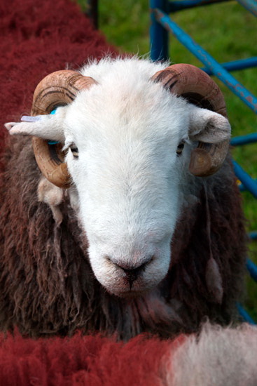 Bampton Grange Farm Lake district Sheep