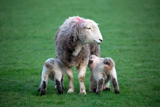 Rosthwaite (Keswick) Valley Herdwick Sheep