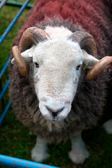 Skelton Lakeland Sheep
