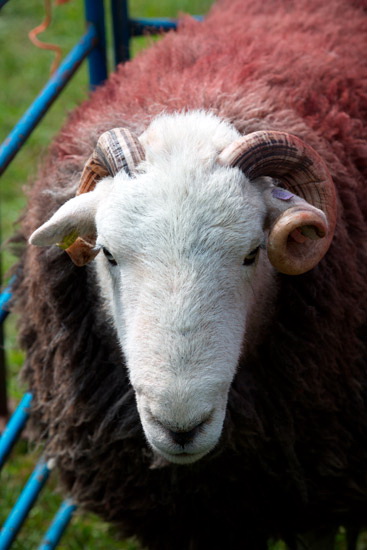 Abbeytown Field Herdwick Sheep