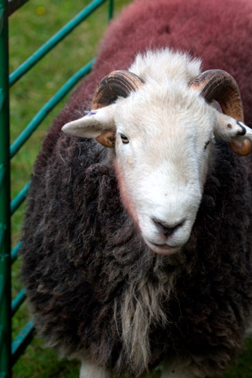 Temple Sowerby Field Lakeland Sheep