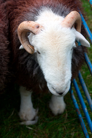 Endmoor Farm Lake district Sheep