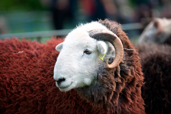 Hayton (Brampton) Herdwick Sheep
