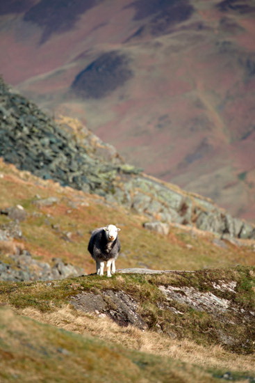 Seathwaite (Borrowdale) Valley Lakeland Sheep