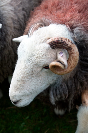 Thornthwaite Crag Valley Herdwick Sheep
