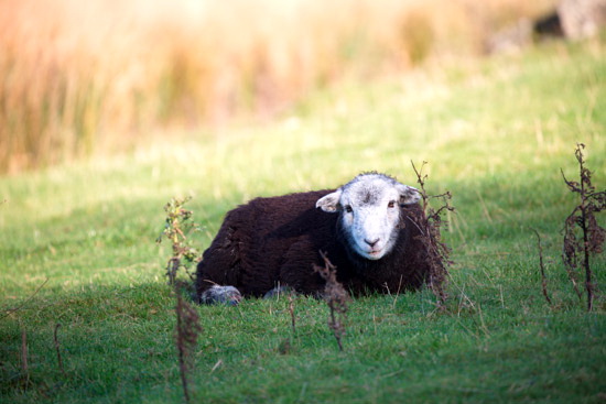Langwathby Valley Lakeland Sheep
