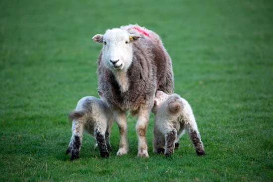 Durdar Farm Lakeland Sheep