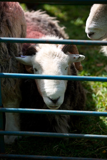 Meal Fell Farm Lakeland Sheep