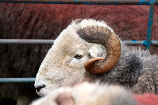 Carl Side Farm Herdwick Sheep