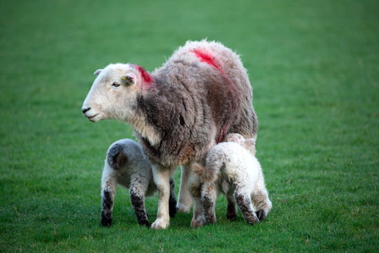 Brampton (Carlisle) Valley Lake district Sheep