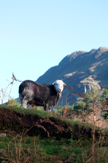 Sallows Valley Herdwick Sheep