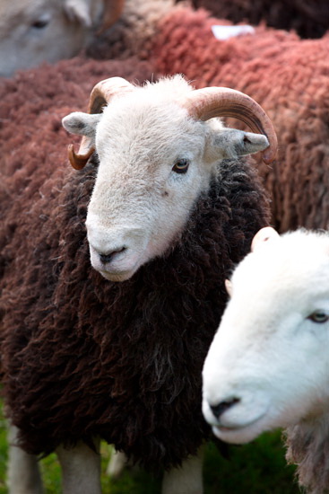 Clough Head Valley Herdwick Sheep