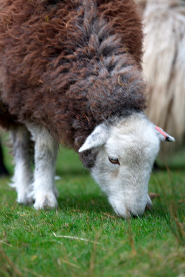 Longlands Farm Herdwick Sheep