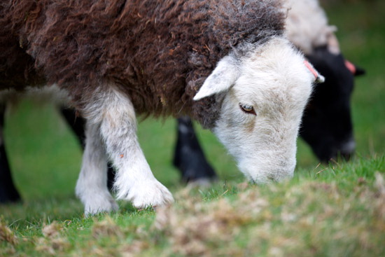 Bewcastle Field Lakeland Sheep
