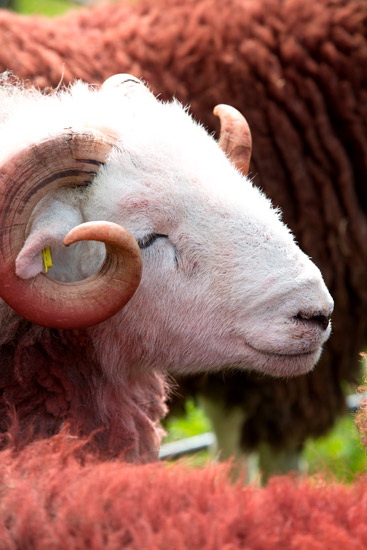 Arkleby Lakeland Sheep