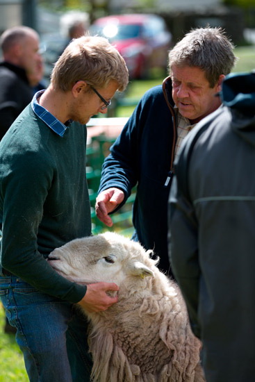 Cumrew Field Lake district Sheep