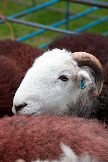 Skiddaw Little Man Field Herdwick Sheep