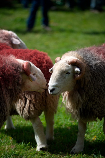 Brockleymoor Valley Herdwick Sheep