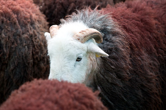 Seatallan Valley Herdwick Sheep