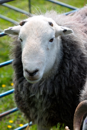 Egremont Farm Herdwick Sheep
