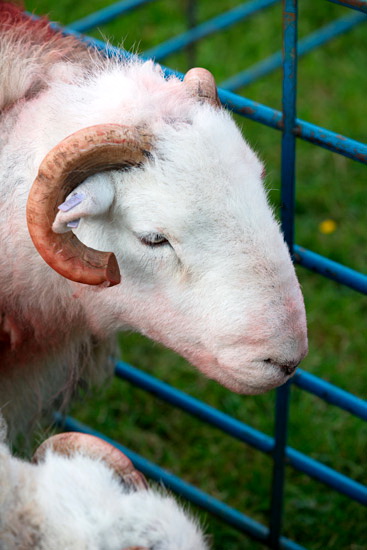 Hayton (Brampton) Valley Lakeland Sheep