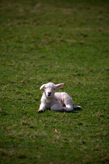 Knott Valley Herdwick Sheep