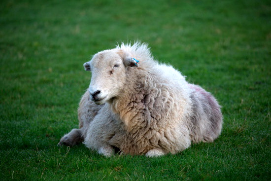 Greysouthen Valley Herdwick Sheep