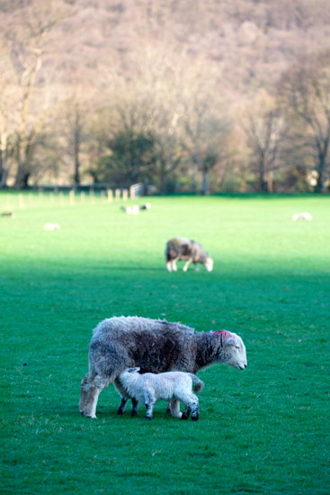 Boltongate Farm Herdwick Sheep
