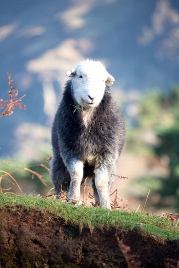 Froswick Lake district Sheep