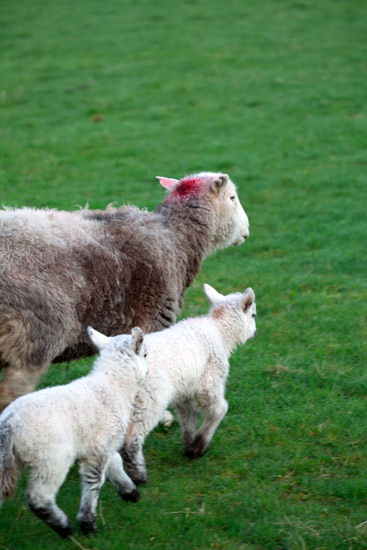 Caw Fell Farm Lakeland Sheep