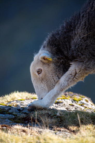 Helvellyn Lakeland Sheep