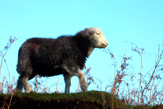 Bonscale Pike Farm Herdwick Sheep