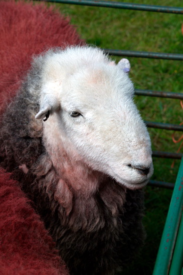 Isle of Walney Field Lakeland Sheep